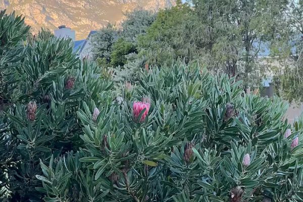 suite-vos-exterior-image-6